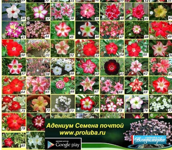 http://www.vladimirka.ru/doska/upload/normal/adenium_samye_neobychnye_ekzoticheskie_komnatnye_cvety_31072.jpeg