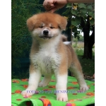 Купить Акита Ину,  щенки Акита высокого выставочного класса из Питомника Японских Пород Собак