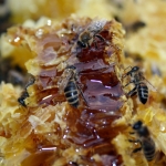 Мёд напрямую от пчеловода по цена в 3 раза ниже магазинной!