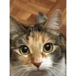 Кошка стерилизованая даром