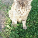 Кот в хорошие руки