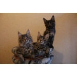 Мейн-кун — продажа котят