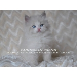 Невские Маскарадные котята для Вас!