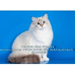 Невские Маскарадные котята для Вас!
