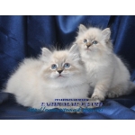 Невские маскарадные котята, продажа