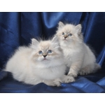 Продажа, покупка, котят, кошек, котов, невские, маскарадные, питомники