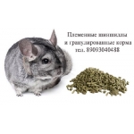 Шиншиллы в рассрочку,  возврат молодняком или шкурками