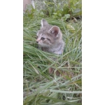 Невские маскарадные плюшки в дар