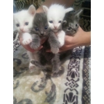 Котята ищут дом)