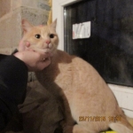 Ищу хозяина!