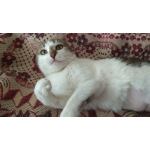 Кошечка ищет дом