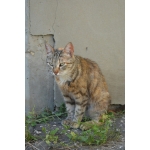 Кошечка в добрые руки!