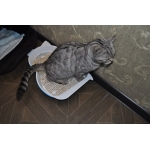 Кошечку в добрые руки