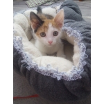 Котенок девочка в добрые руки
