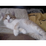 Котенок в добрые ручки