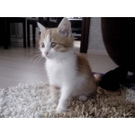 Котенок в добрые ручки