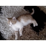 Котенок в добрые ручки