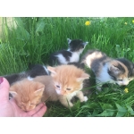 котята