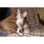 Котята ищут дом