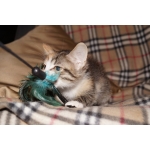 Котята ищут дом