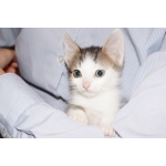 Котята ищут дом