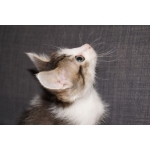 Котята ищут дом