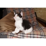 Котята ищут дом