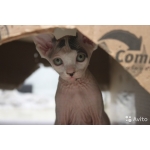 Котята канадского сфинкса