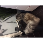 НАЙДЕНА ПЕРСИДСКАЯ КОШЕЧКА