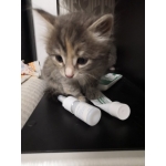 Отдам котят в добрые руки