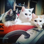 Помогите спасти жизнь 3 котам