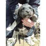 Щенок, девочка, 1, 5 мес