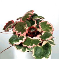 Камнеломка