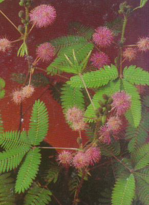 ������